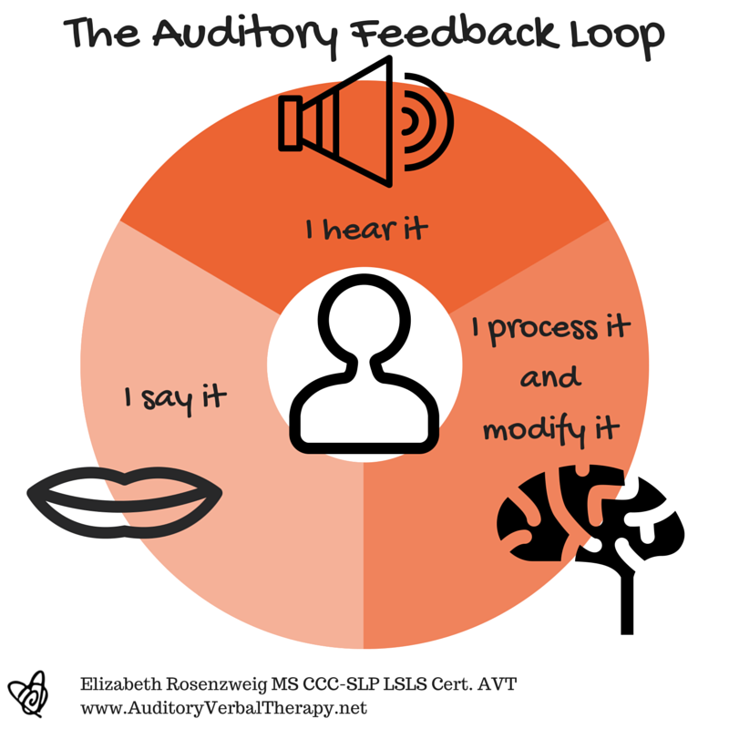 A graphic showing the auditory feedback loop for speech. 