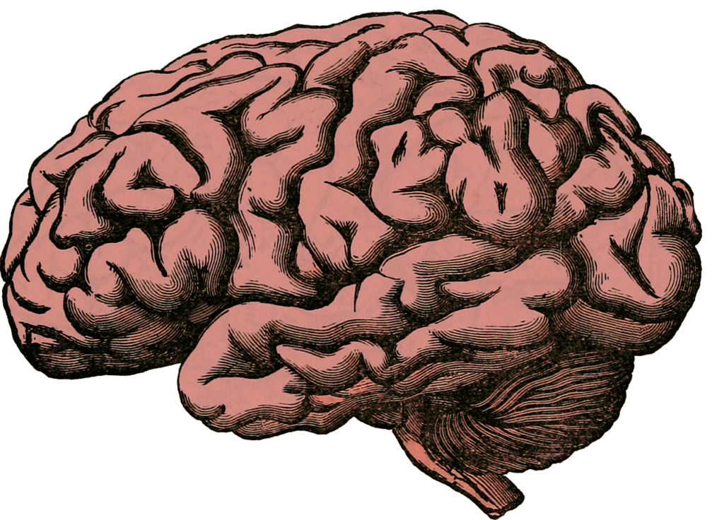 A drawing of a brain in pink with dark pencil lines showing the detail