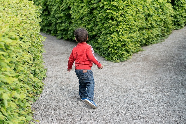 A child is standing in a plan maze, at the intersection of two hedges. 