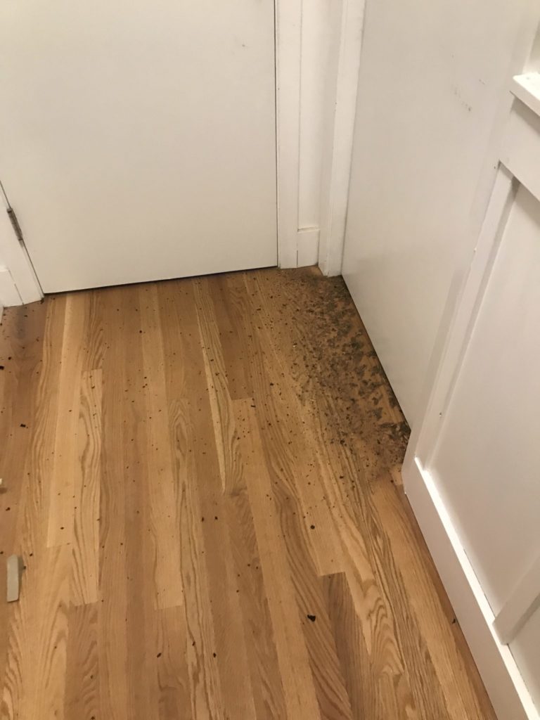 A picture of a wood floor with bits of black coming out from under the doorway.